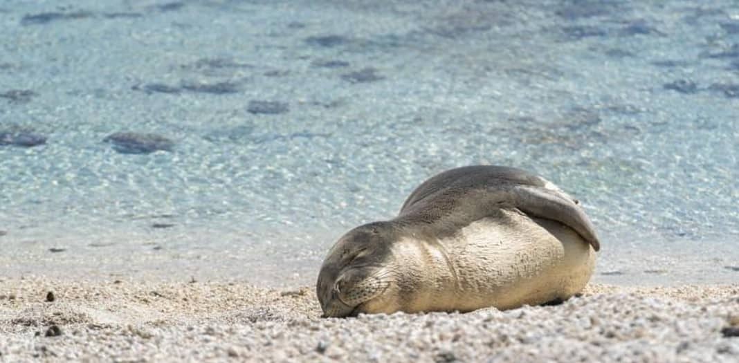A juvenile Hawaiian monk seal rests on the beach. (Image credit: NOAA Fisheries)