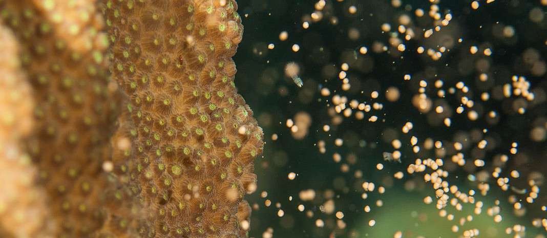 Coral Spawning (AdobeStock)