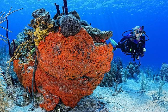 Orange Sponge in Belize. Photo by Michele Westmorland, Scott Johnson and Aggressor Adventures
