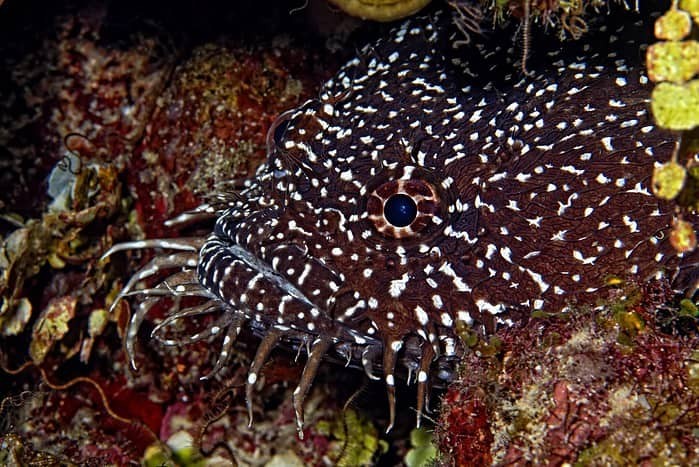 Whitespotted Toadfish in Belize. Photo by Michele Westmorland, Scott Johnson and Aggressor Adventures