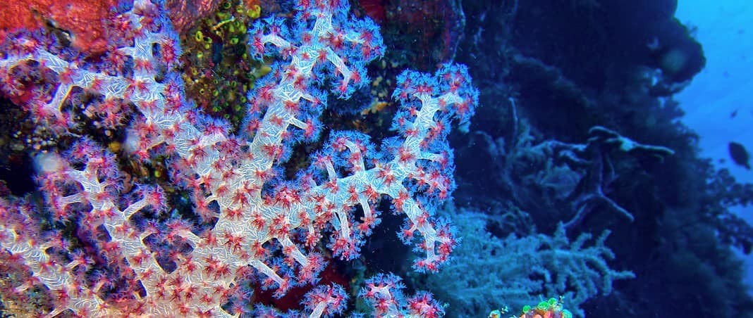 Multi-branched Trees Soft Coral, Coral Reef, Bunaken National Marine Park, Bunaken, North Sulawesi, Indonesia (AdobeStock)