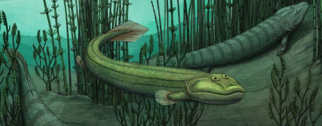Qikiqtania wakei (center) in the water with its larger cousin, Tiktaalik roseae. (Image credit: Alex Boersma)