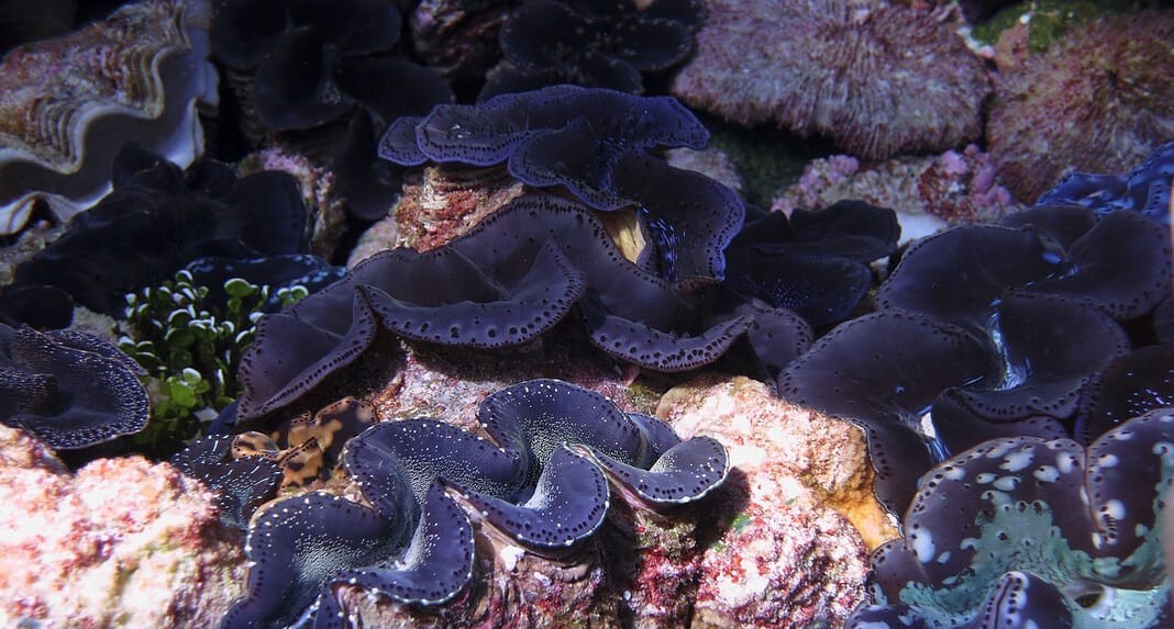 Kingman Reef, Pacific Remote Islands Marine National Monument (Image credit: NOAA Fisheries)