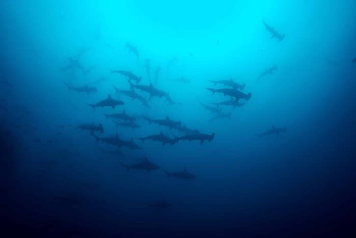 Schooling Hammerhead sharks off Cocos Island while Scuba Diving in Costa Rica