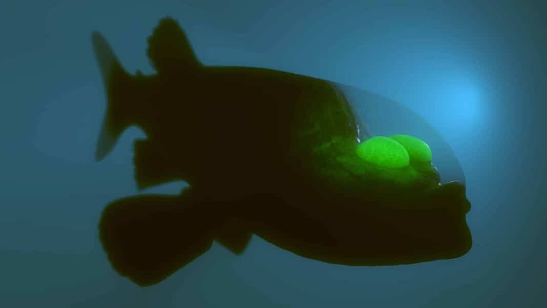Deep Sea Barreleye Fish, 3D rendered (Adobe Stock)
