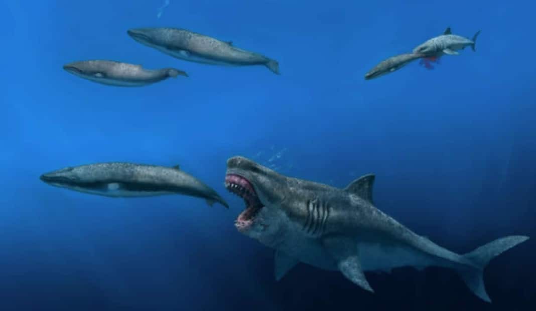 A New 3D Model Shows Megalodon Could Eat Prey the Size of Killer Whales (Image credit: J.J. Giraldo)