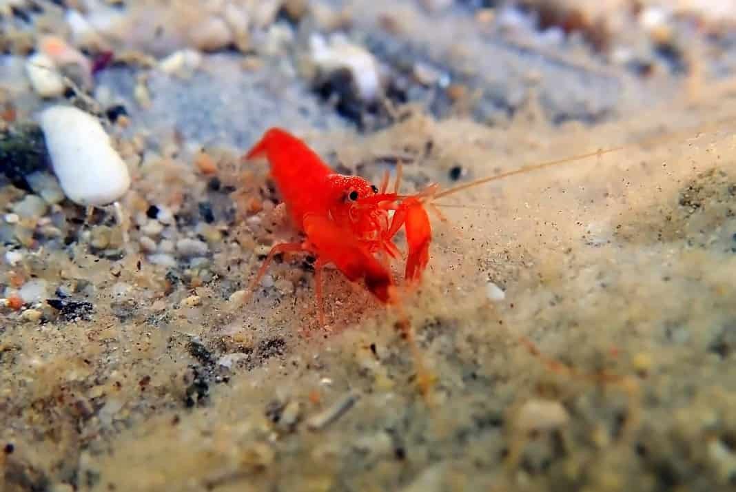 Red pistol snapping shrimp - Alpheus macrocheles (Adobe Stock)
