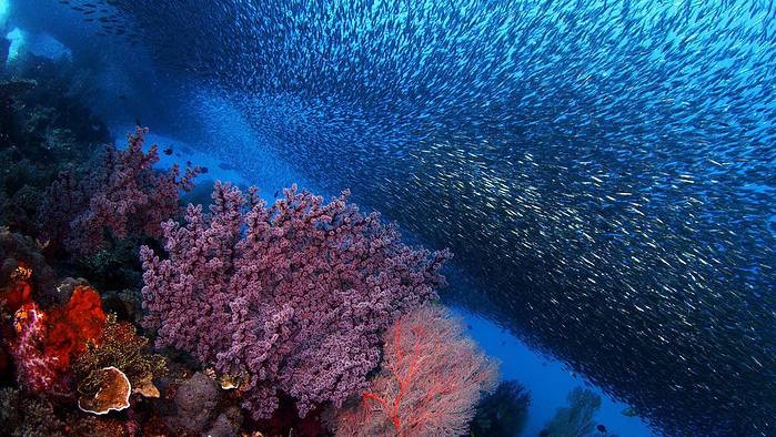 A flourishing coral reef pulses with life in Palau. Photo Credit: MacGillivray Freeman Films/Howard Hall