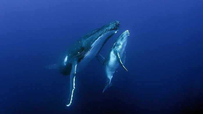 A mother humpback whale swims alongside her calf on their migration route through the South Pacific Ocean. Photo Credit: MacGillivray Freeman Films/Howard Hall
