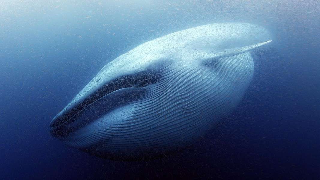 A blue whale swims with a mouthful of krill off the coast of California. Photo Credit: MacGillivray Freeman Films/Howard Hall