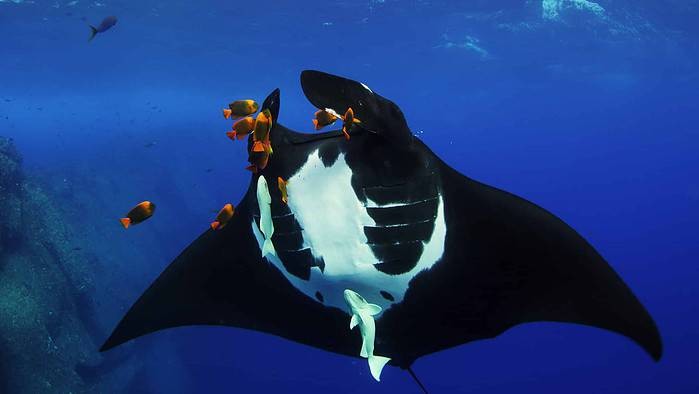 A manta ray at a cleaning station where Clarion Angelfish feed on parasites on the manta’s skin near Socorro Island in Mexico. Photo Credit: MacGillivray Freeman Films/Howard Hall