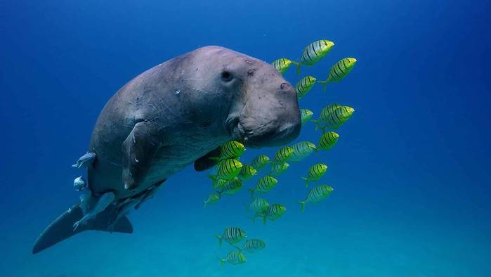 A dugong swims with juvenile golden trevally and remora through the turquoise waters of the Philippines. Photo Credit: MacGillivray Freeman Films/Howard Hall