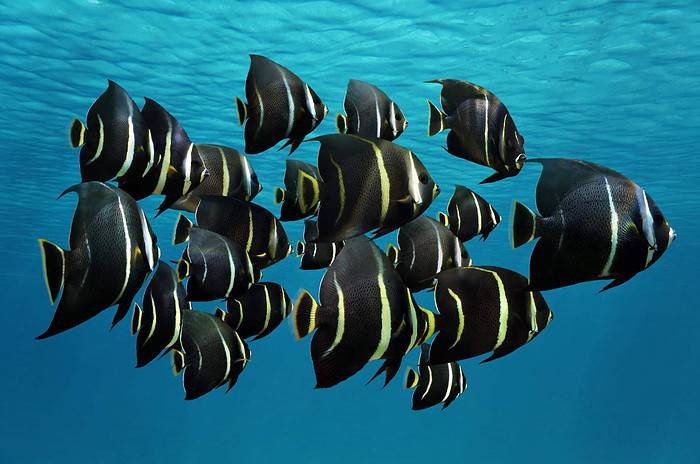 Schooling French Angelfish are among the tropical fish you see - Aruba Scuba Diving