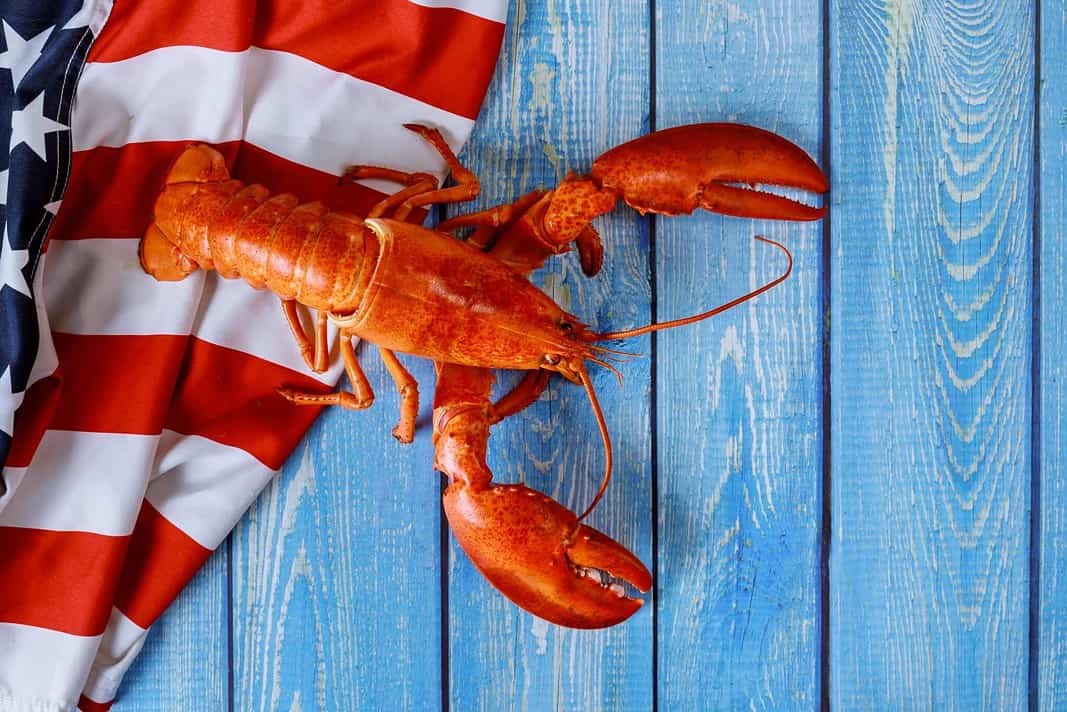 American lobster (Adobe Stock)