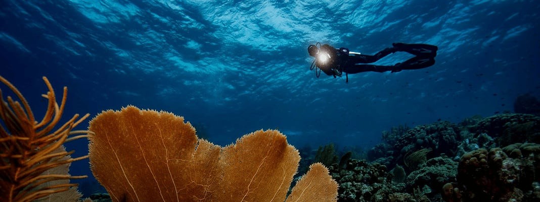 Dive Curacao (Photo by Frank Do)