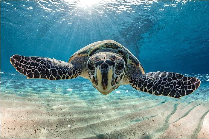 Dive Curaçao Green Turtle (Image credit: Frank Do)