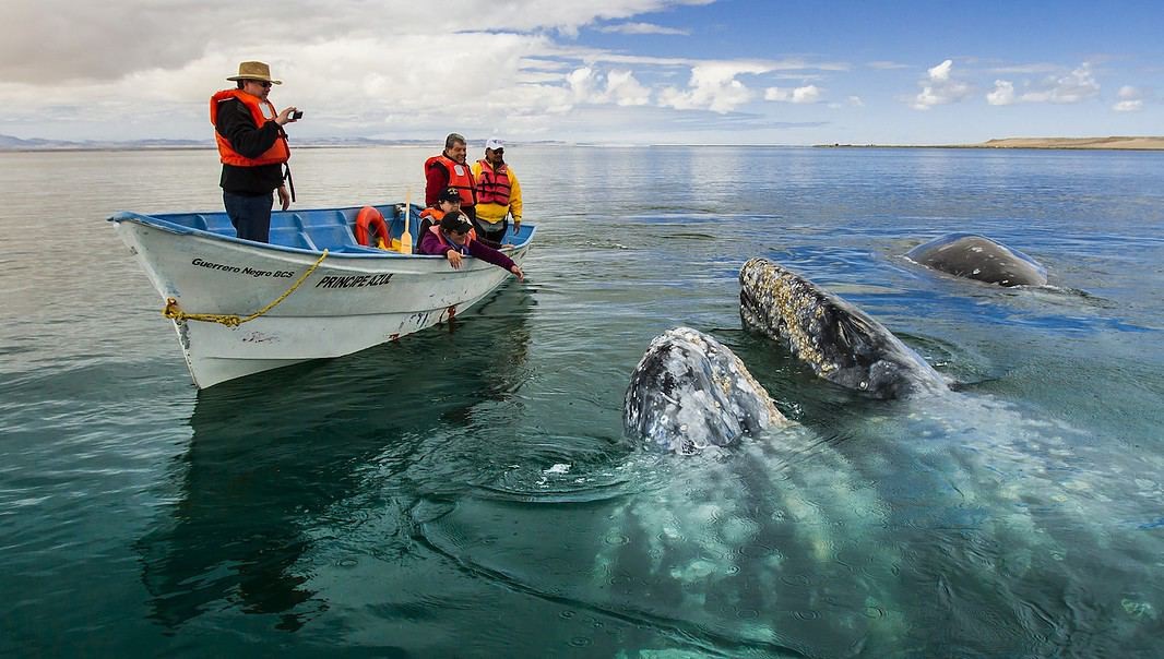 Grey Whales in Guerrero Negro, Baja California Sur