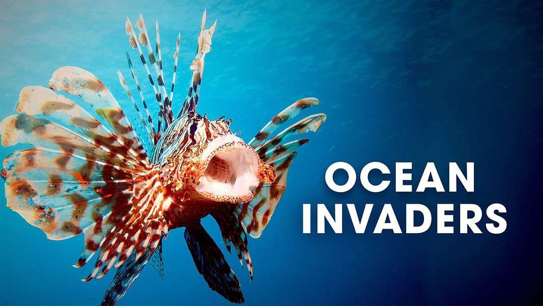 PBS NOVA's 'Ocean Invaders' (Image credit: © Laura Dts / Shutterstock via NOVA/PBS)