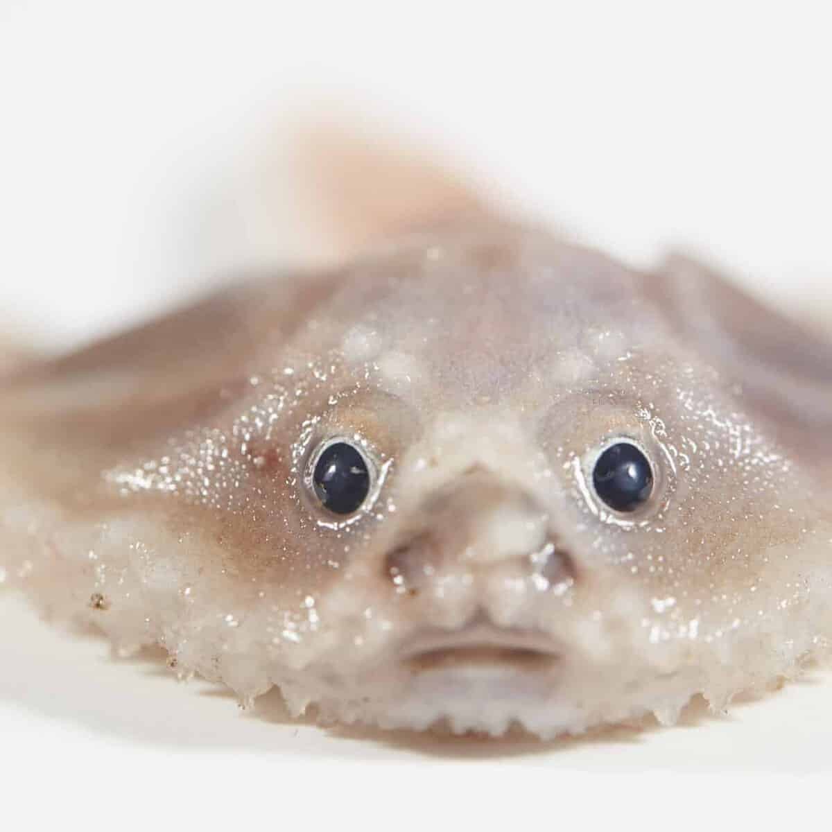 Deep-sea Batfish (Image credit: Museums Victoria/Ben Healley)