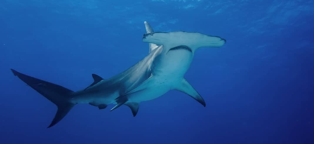 Hammerhead sharks can be seen when Liveaboard Diving in Egypt