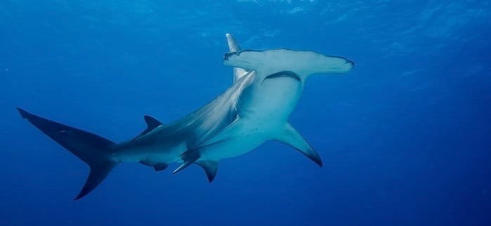 Hammerhead sharks can be seen when diving Egypt Liveaboards