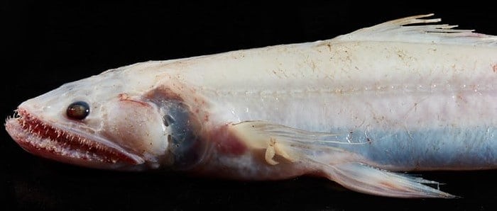 Highfin Lizard fish (Image credit: Museums Victoria/Benjamin Healley)