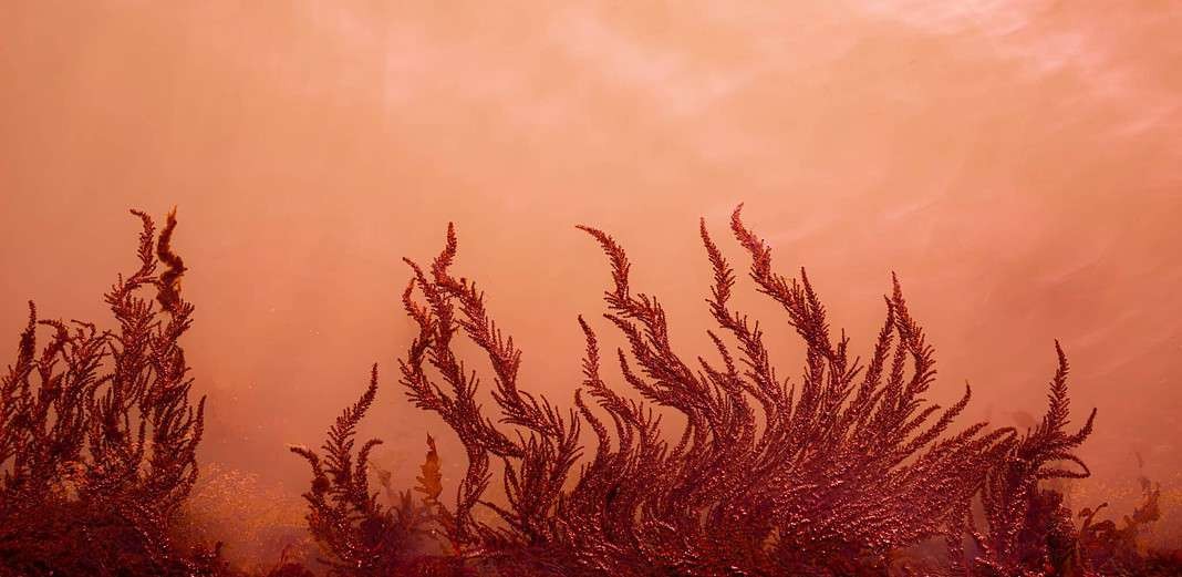 Red algae in the turbid water. (Adobe Stock)