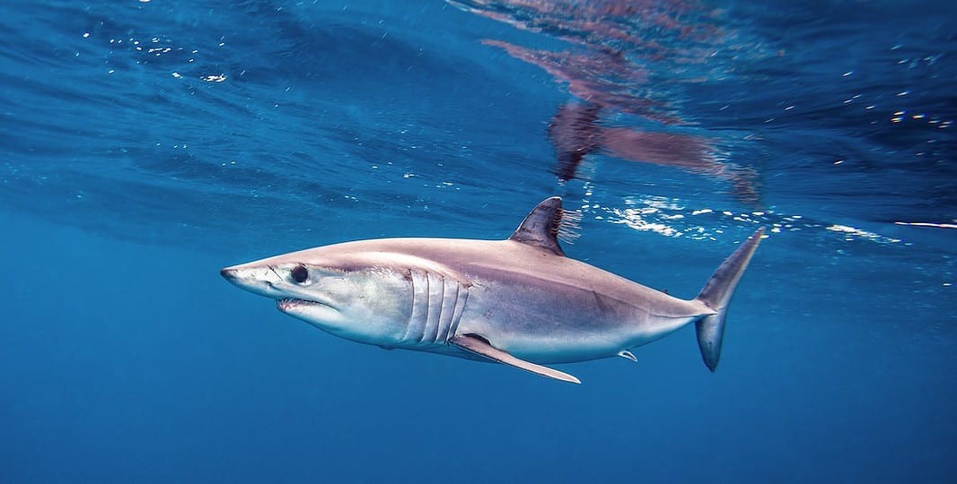 Shortfin Mako Shark (AdobeStock)