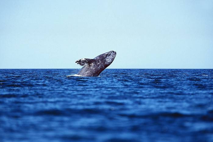 Adult Grey Whale breaching in Baja California in Mexico