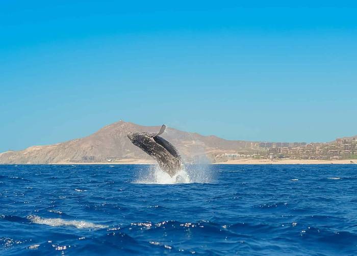 Sighting whales in Baja California Sur