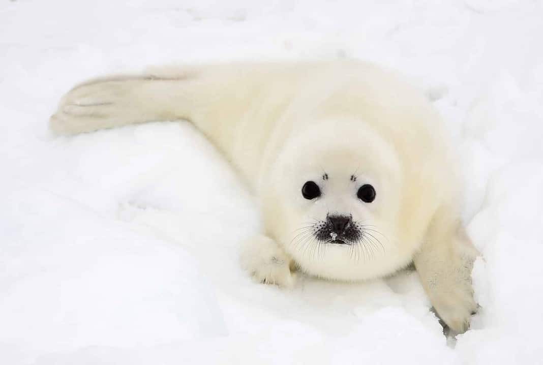 Baby harp seal pup on ice of the White Sea (Adobe Stock)