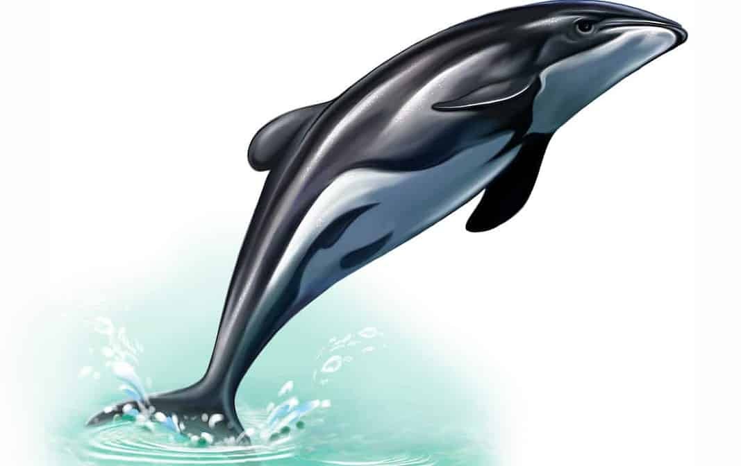 Maui's Dolphin (Adobe Stock)
