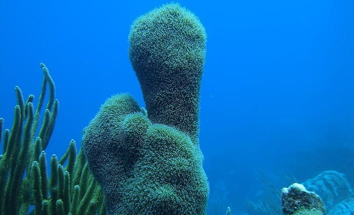 Pillar Coral (Image credit: Francoise Cabada-Blanco)