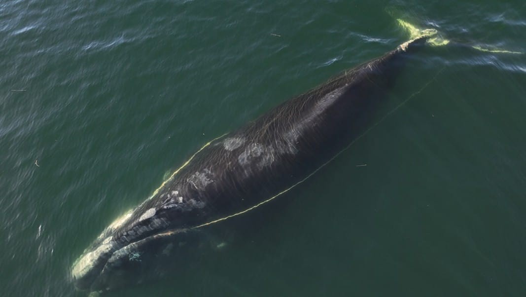 Entangled Right Whale (Image credit: Georgia Department of Natural Resources)