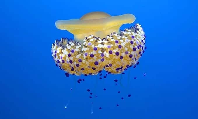 Fried egg jelly fish floats like a chandelier in the brilliant blue of the Mediterranean Sea.