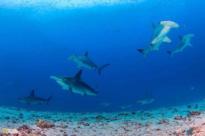 Hammerhead Sharks on patrol off Darwin Island, Galapagos, Pg. 128. Photographer Enric Sala