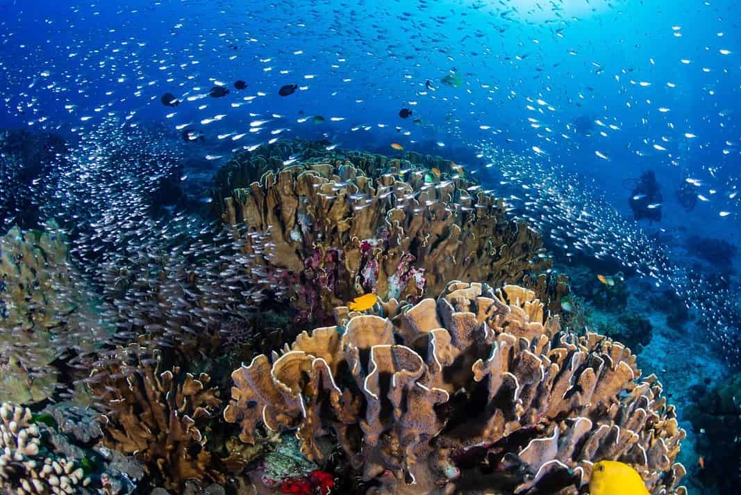 Beautiful tropical coral reef at Thailand's Similan Islands in the Andaman Sea (Adobe Stock)
