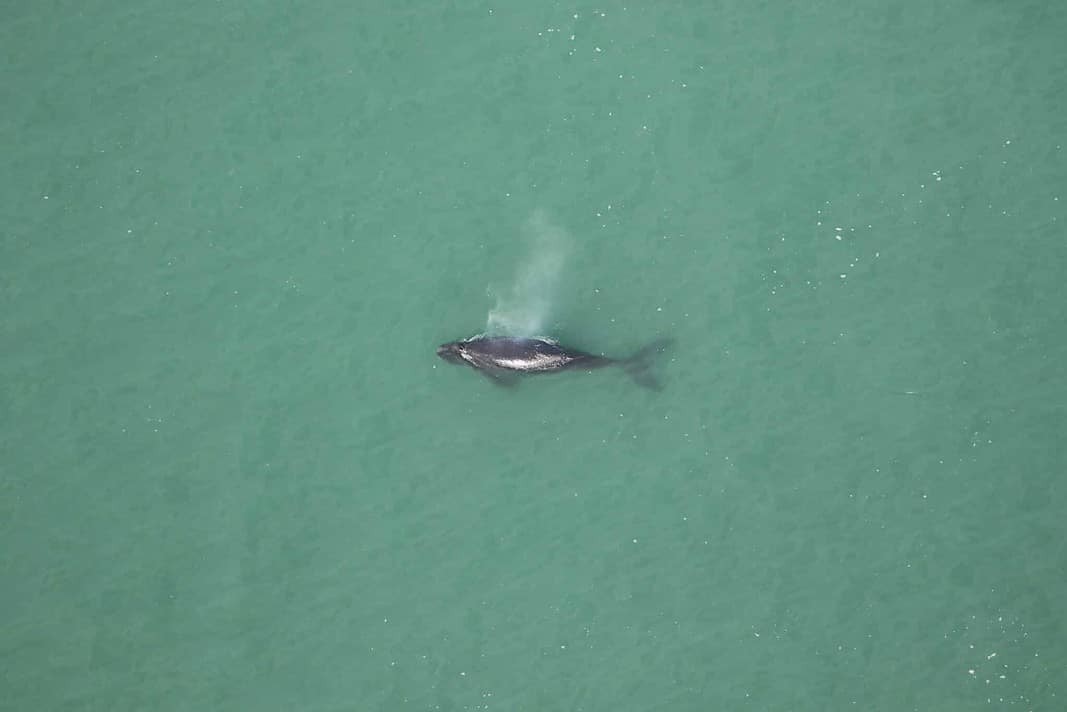 Right Whale Calf found dead (Image Credit: Clearwater Marine Aquarium Research Institute)