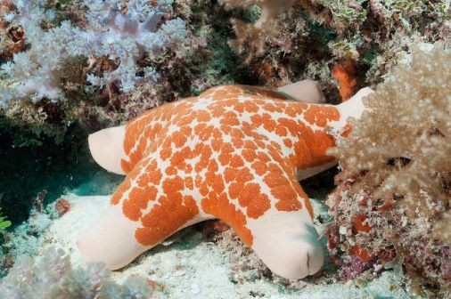 Colorful starfish are just some of the reef denizens in Zanzibar.