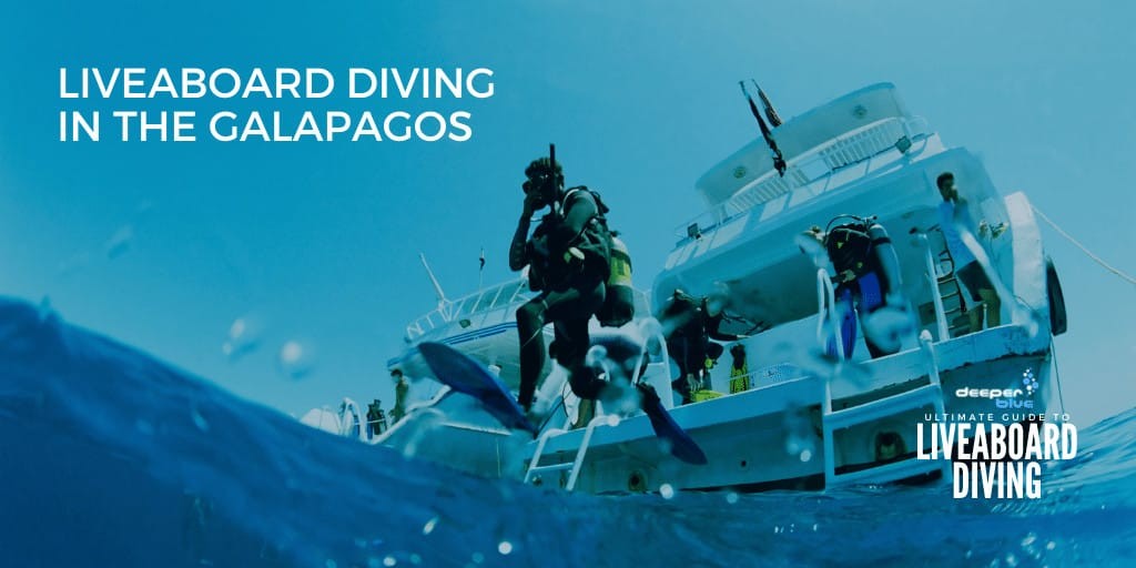 Galapagos Liveaboard Diving - Ultimate Guide to Liveaboard Diving