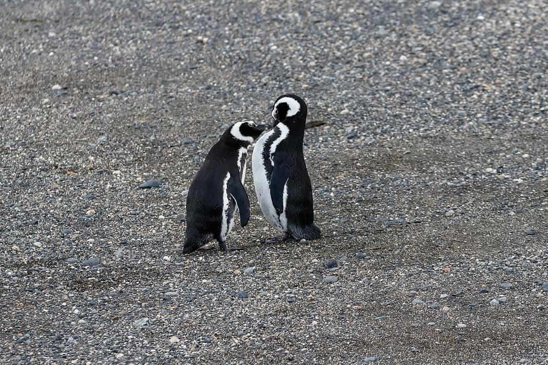 Penguins (Image via Pixabay)