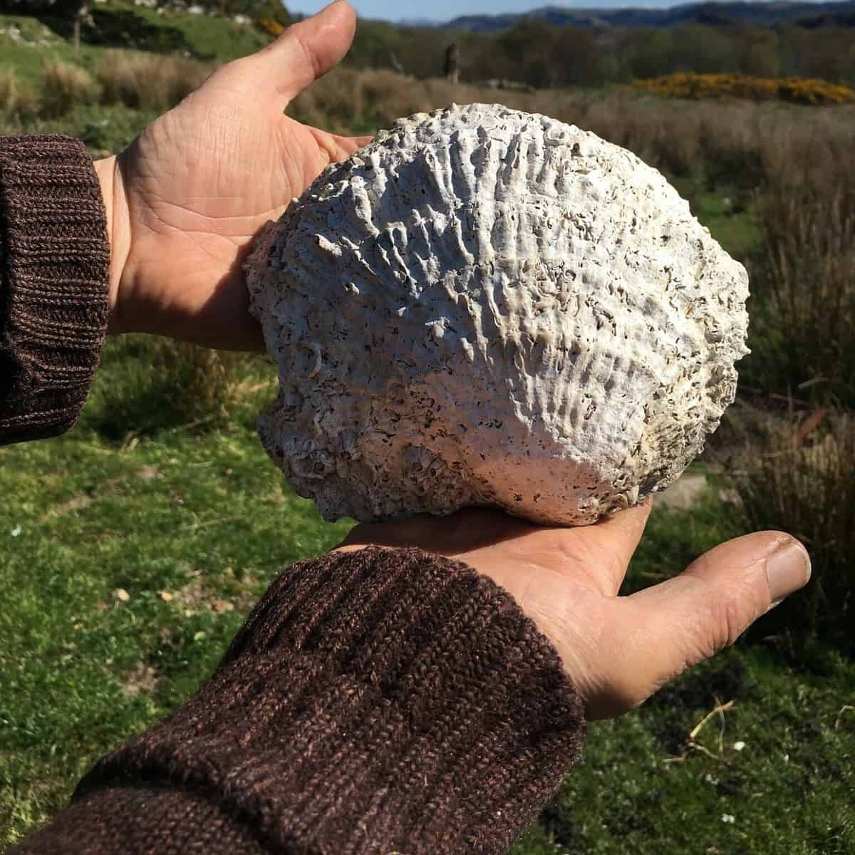 Large native oyster shell (Image credit: Operation Oyster/BSAC)