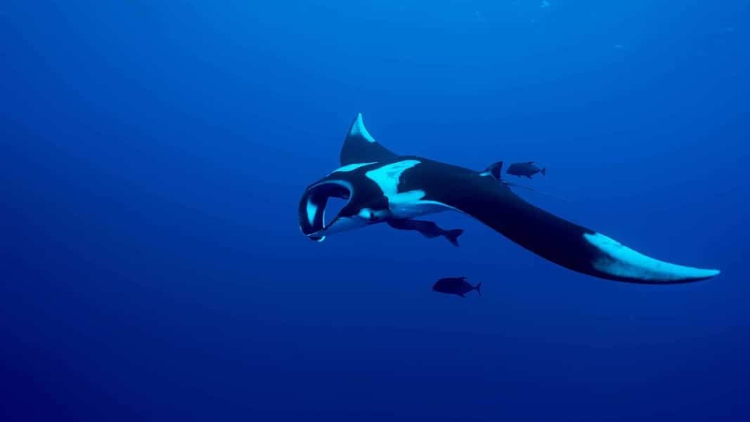 Giant Oceanic Manta Ray, while diving in Socorro - a must while on a Mexico Liveaboard