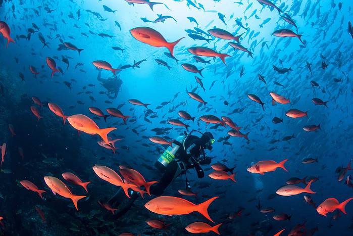 You get to see some incredibly vibrant fish while on a Cocos Island Liveaboard