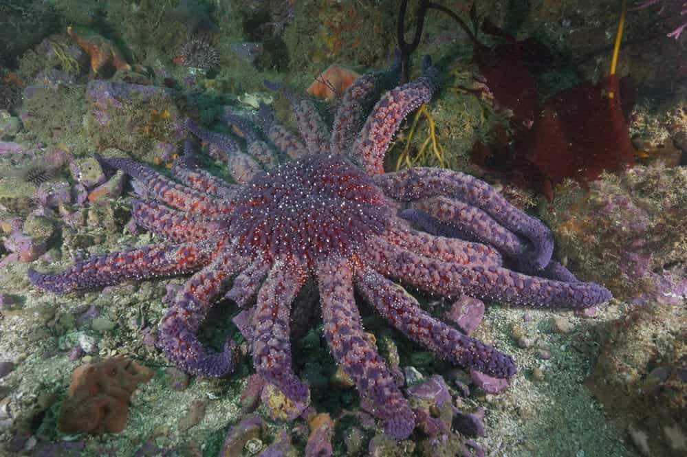 Sunflower Sea Star (Image credit: US National Park Service)