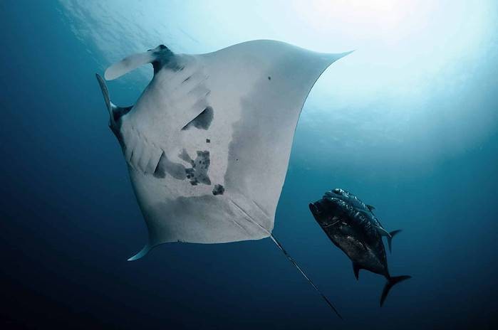 Manta's are common while on an Indonesia Liveaboard