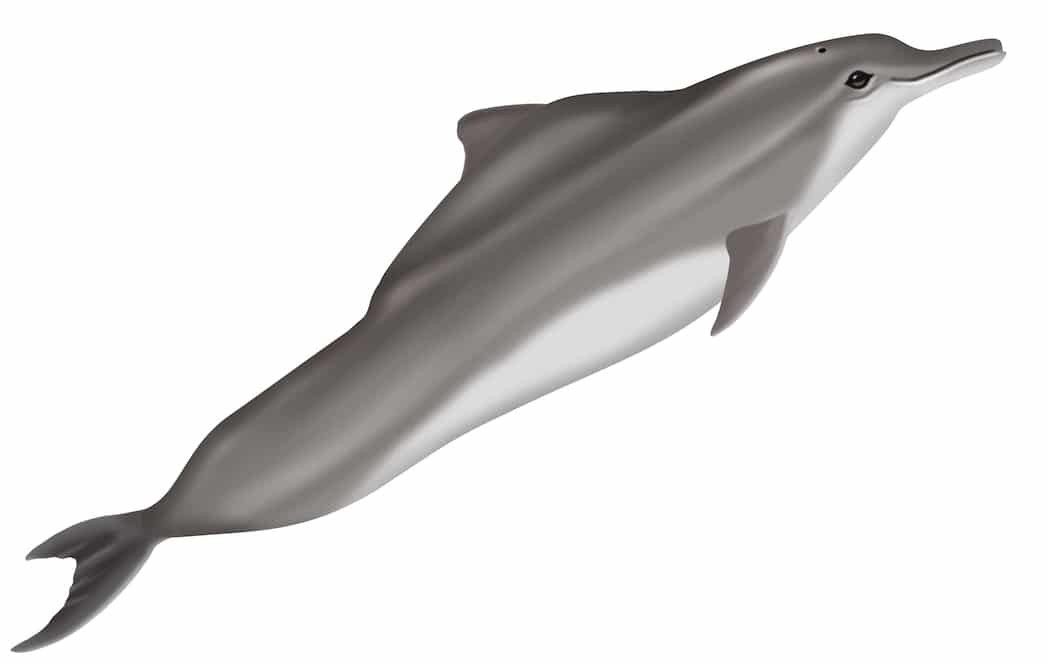 Atlantic Humpback Dolphin (Adobe Stock)
