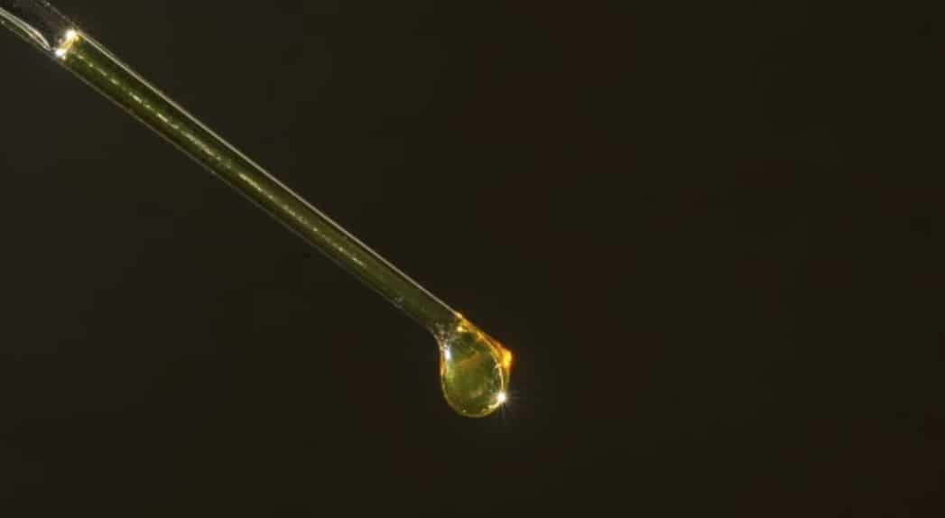 A pipette droplet of oil extracted from algae. (Photo credit: Tom Kleindinst/Woods Hole Oceanographic Institution)
