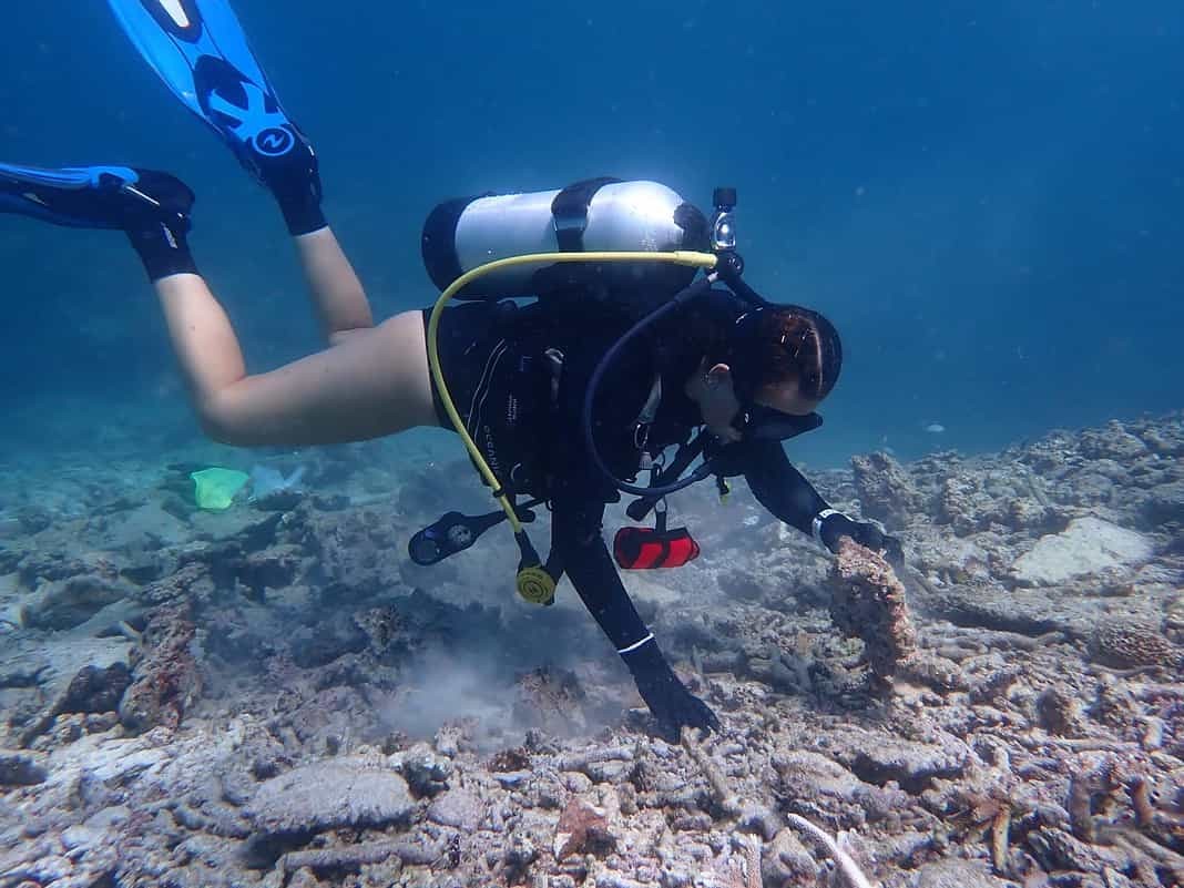 Researcher Amelia Desbiens looking for samples in coral rubble (Image Credit: K Wolfe)