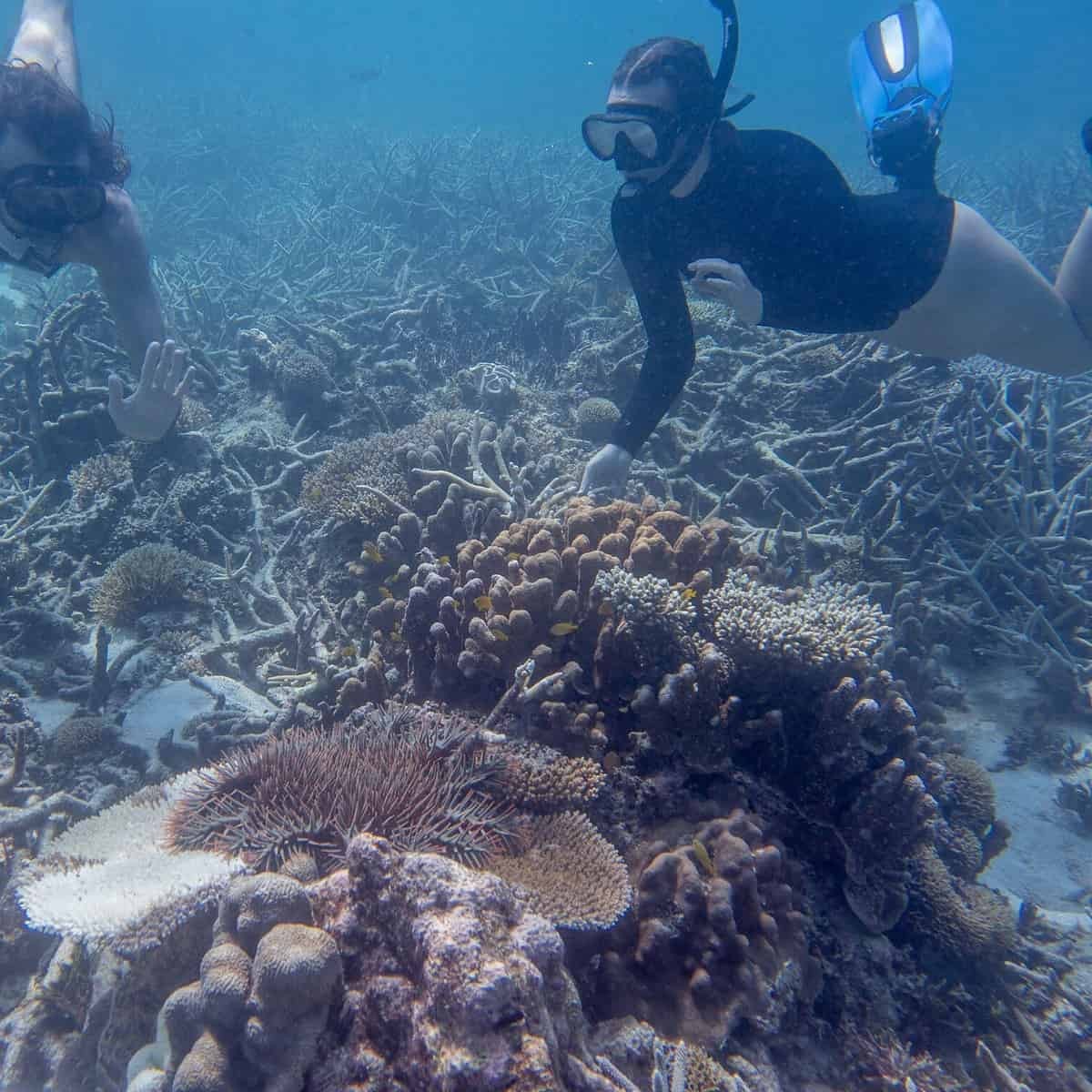 Researchers Amelia Desbiens and Dr Kenny wolf inspect a COTS on a reef near Heron Island (Image Credit: Caitlin Lawson)